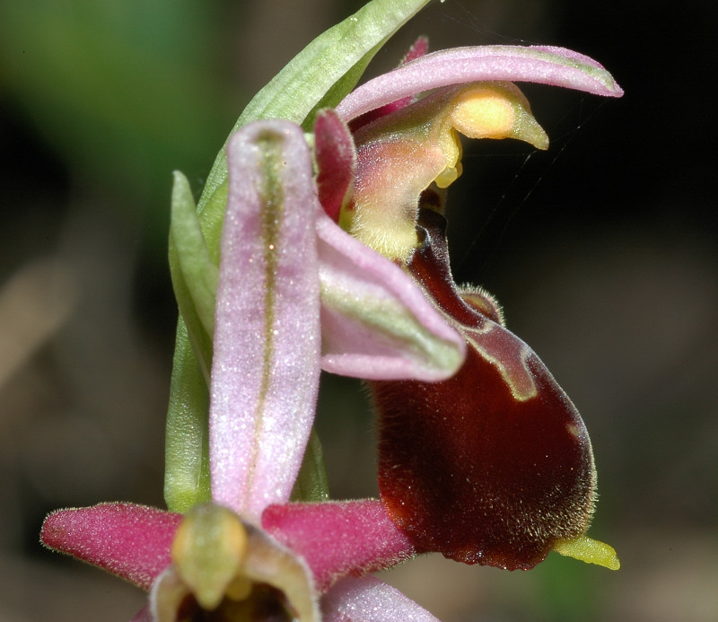 Le orchidee selvatiche spontanee di Ostia